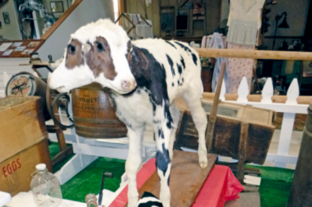 Moo 2 the two-headed calf